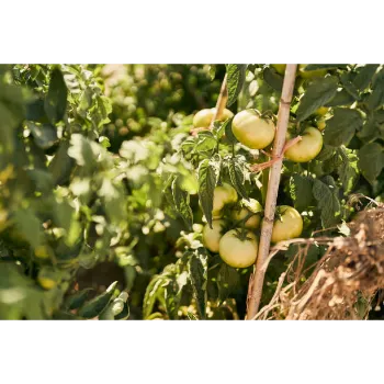 Natural Tomato Plant